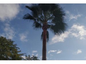 Palmiye ağacında mahsur kalan kedi kurtarıldı