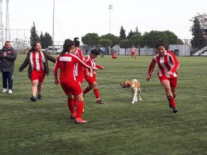 Kadınlar futbol maçında davetsiz misafir