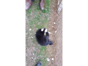 Kafası konserve kutusuna sıkışan Kediyi itfaiye kurtardı