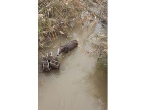 Şanlıurfa'da sulama kanalına düşen eşeği itfaiye kurtardı