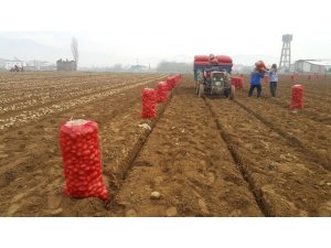 Patates üreticisi fiyattan memnun değil