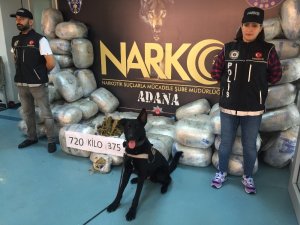 Adana’da 721 kilo esrar ele geçirildi