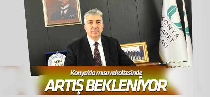 Türkiye'nin mısır üretiminin yarısı Konya Ovası'ndan karşılanıyor