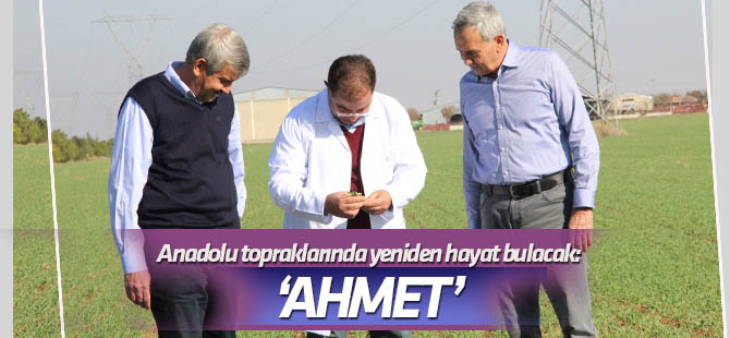 Ahmet Buğdayı Anadolu topraklarında yeniden hayat bulacak