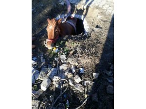 Çukura düşen atı itfaiye kurtardı