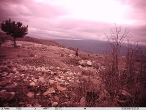 Sit alanında dedektörle define ararken jandarmanın fotokapanına yakalandılar