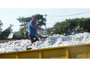 ’Beyaz altın’da bereketli hasat