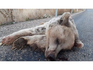 Sivas’ta parçalanmış halde ayı bulundu