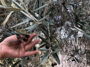 Yağlık zeytinde hasat mesaisi