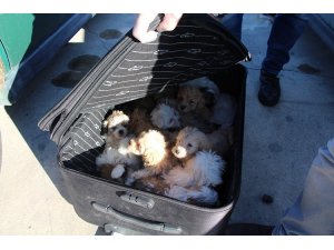 Kapıkule’de yolcu valizinden 14 köpek yavrusu çıktı