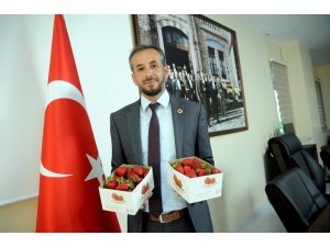 Yalova’da çilekte 500 tonluk rekolte