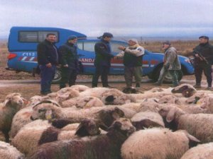 ’Firar eden’ koyunlar drone ile bulundu