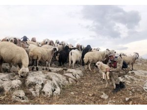 Kaybolan 70 küçükbaş hayvanı jandarma buldu