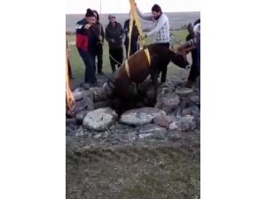 Kuyuya düşen boğa için seferber oldular