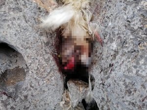 Sürüden ayrılan koyunları kurt kaptı