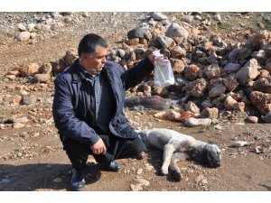Gebe köpek zehirlenerek itlaf edildi