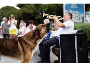 Ölen sahibinin dönmesini 9 yıl bekleyen köpek: Kırım’ın Haçiko’su