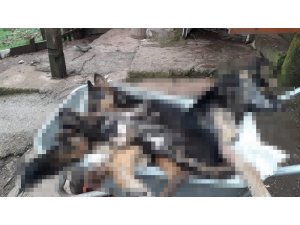 Köydeki 6 köpek bir gecede telef oldu