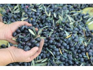 Hans’ın sofrasına Marmarabirlik zeytini