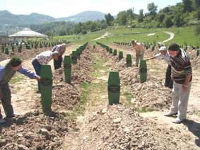 Bosna savaşının 31 kurbanı daha defnedildi