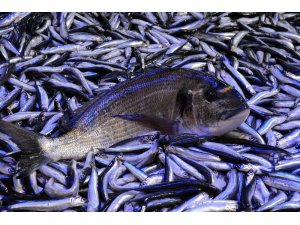 Eşkina yeniden tezgâhlarda