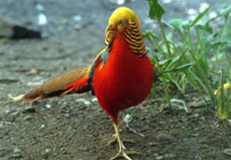 Kenelerin kabusu yumurtadan çıktı