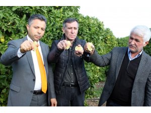 Hasat limon sıkılarak başladı