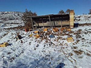 Aç kalan ayılar arı kovanlarına saldırdı