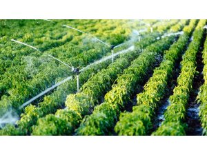 Sulu tarım ülke ekonomisine 68 milyon lira katkı getirdi