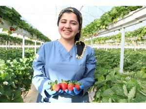 ‘Sabrina’ kış çileği, 12 TL’den alıcı bulacak