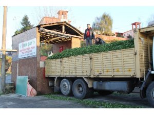 Çayda beklenmeyen sürgün üreticiyi güldürdü