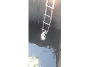 5 metrelik kuyuya düşen köpeği itfaiye kurtardı