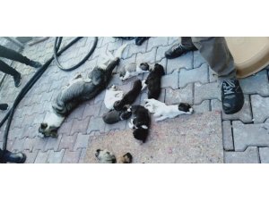 Barınakta 20 köpek ölüsü bulan hayvanseverler şoke oldu
