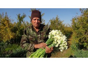 Kışta baharı yaşatan nergis çiçekleri çiftçinin gelir kapısı oldu