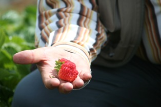 Organik çilekler yurtdışına ihraç edilecek