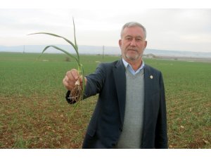 2020 yılının ilk sarımsağından 65 ton rekolte bekleniyor