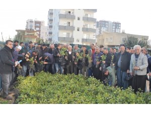 Erdemli’de çiftçilere ücretsiz harnup fidanı dağıtıldı