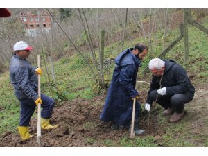 Trabzon’da 7 bin fındık fidanı tek gövdeli dikildi