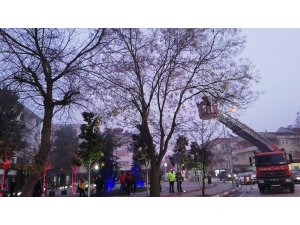 Ağaçta mahsur kalan yavru kedi için itfaiye ve polis seferber oldu