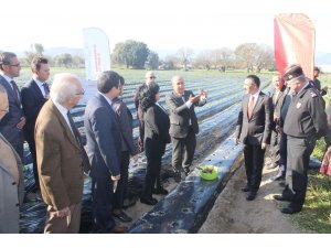 ’Vali Hanım’ çileğinden yıllık 20 milyon gelir