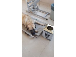 Yemek ararken başı tenekeye sıkıştı