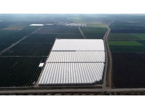 Yüreğir Ziraat Odası Başkanı Mehmet Akın Doğan: "Türkiye’nin 150 bin ton muz açığının önümüzdeki senelerde kapanacak"