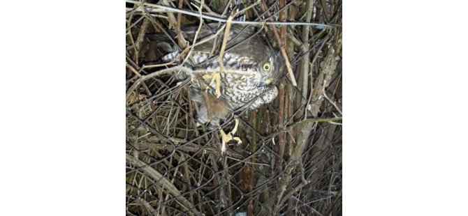 Bozkır'da tellere takılmış ve donmak üzere olan doğan kurtarıldı
