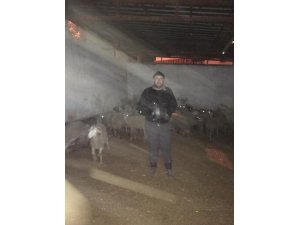 Şüpheli araçtan 35 çalıntı koyun çıktı