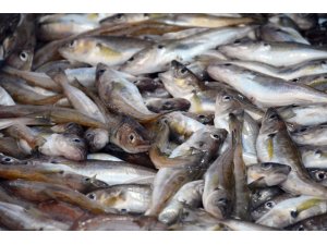 Hamsinin göç etmesiyle tezgahlar istavrit ve mezgite kaldı