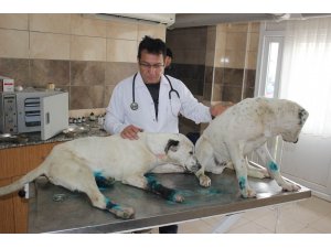 Ayakları bağlanıp ölüme terk edilen 3 köpeğe sahip çıkıldı