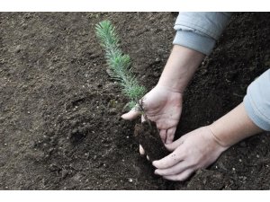 Ormanlar Büyüyor sosyal sorumluluk projesi ile 7 bin 300 çam fidanı dikildi