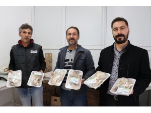 Vanlı girişimci ilk mantar hasadını yaptı