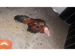 Horoz dövüştürenlere 31 bin lira para cezası