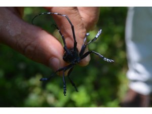 Trabzonlu fındıkçı Drakula’ya yenildi